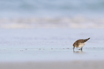 White-rumped Sandpiper feeding on shore, Volunteer Point, Falklands