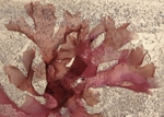 Pink Seaweed