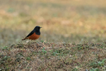 Black Redstart, Bandhavgarh, Madhya Pradesh, India