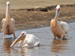 White pelicans.