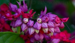 Floral 187
