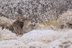 Puma cub licking mother Escacha, falling snow, Torres Del Paine, Chile