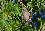 Jay
