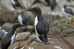 Common Guillemots