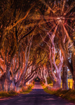 The Dark Hedges