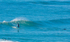 Dolphin Jump 1