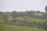 WJ5_7345