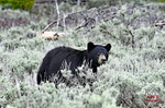 3HPhotography5-19-25_GTNP_141_