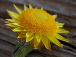 Sth African Everlasting Flower