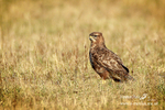 Buzzard 130113 155a