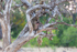 Baboons in Tree 1