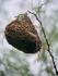 Another Weaver nest