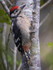 WOODPECKER CHICK 1
