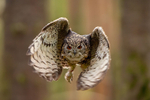 Owl in flight