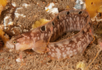 Pholis gunnellus