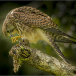 1st Print-Kestrel In Evening Light-Dave Bolton