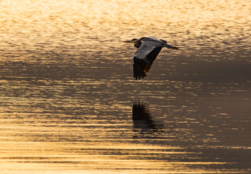 Grey Heron - Isle of Mull - Scotland
