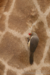Oxpecker on giraffe hide