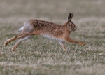 Brown Hare