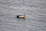Steller's Eider