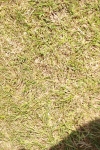 SBM_05475