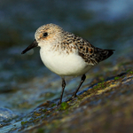 Sanderling (female, breeding plumage) on the causeway at Farmoor
