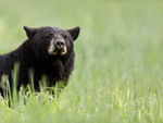 Adult Black Bear in grass, Minnesota, USA