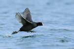 Coot running on water, Farmoor Reservoir