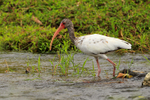 White Ibis (juvenile) wading in a river near Puerto Jiminez