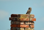Little Owl