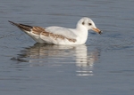 Black-headed Gull 2