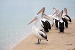 Pelican Group 1