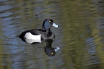 Tufted Duck