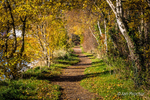 Tree-lined Walkwalk