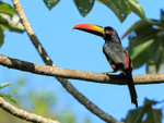 Fiery-billed Aracari, Costa Rica