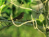 Plaintive Cuckoo (female) side, Mekong Delta, Vietnam