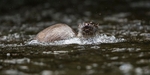 Otter