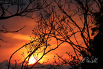 Fire Through The Trees