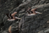 Peruvian Pelicans flying, Chanaral Island, Chile