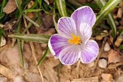 Crocus