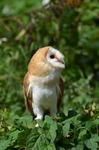 Barn Owl