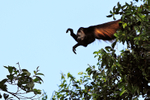 Mantled Howler Monkey reaching out to cross a gap in the trees