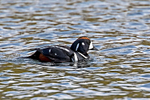 Harlequin Duck (m)