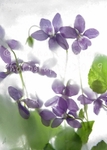 Common Violet