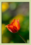 Tulipa 'Cairo'