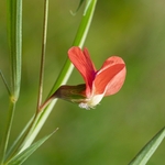 Red pea (Lathyrus cicera)