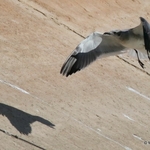Laughing Gull (Larus atricilla) 2w