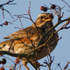 Redwing