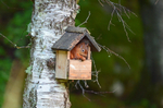 Red Squirrel