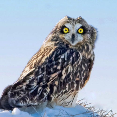 Just look at those peepers! Did you know that owls active in daytime or at dusk are more likely to have orange or yel…